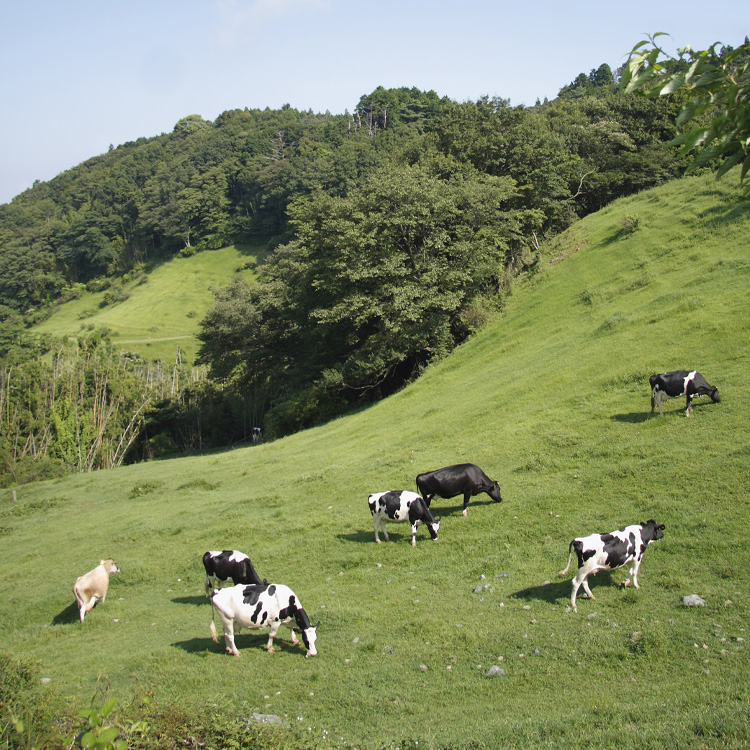 黒沢牧場の放牧牛