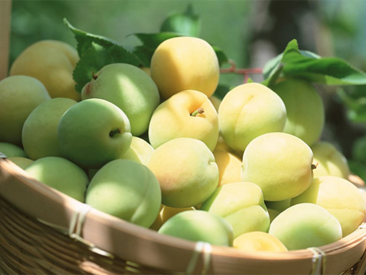 紀州南高梅最高品質